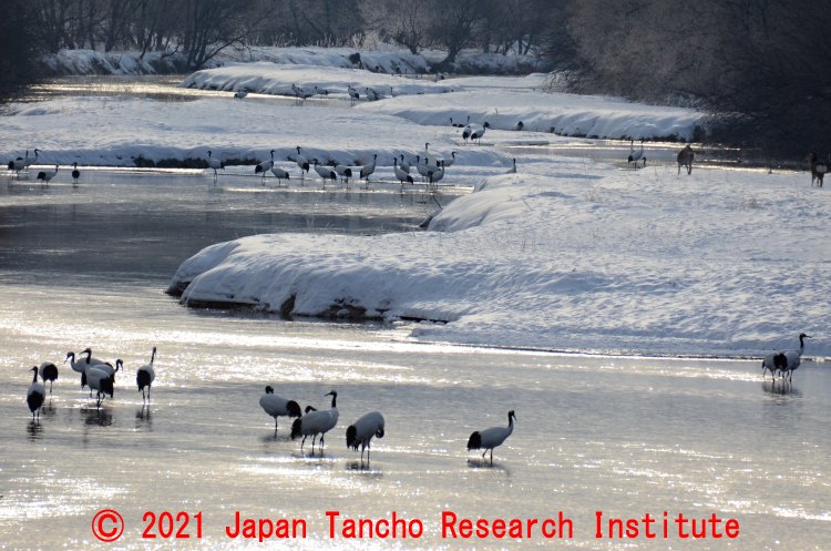 タンチョウが冬期にねぐらとしている河川(鶴居村雪裡川・音羽橋から撮影)