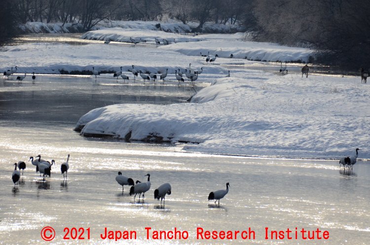 タンチョウが冬期にねぐらとしている河川（鶴居村雪裡川・音羽橋から撮影）